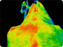 Thermal image of horse before McTimoney-Corley treament