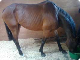 Before treatment at he Equine Therapist