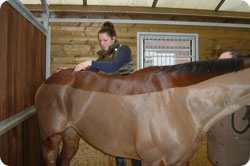 Physical examination for equine therapy