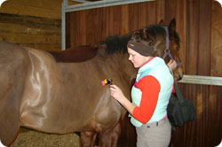 Low Level Laser Therapy for Horses and Dogs