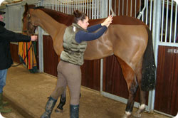 McTimoney-Corley Spinal Manipulation for horses