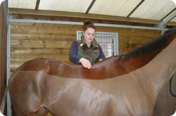 The equine therapist performing merishia massage on a horse