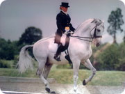Dressage Horses for McTimoney-Corley & Laser Therapy