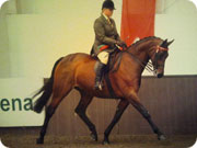 Kizzi - Royal International Show Horse treated with low level laser therapy